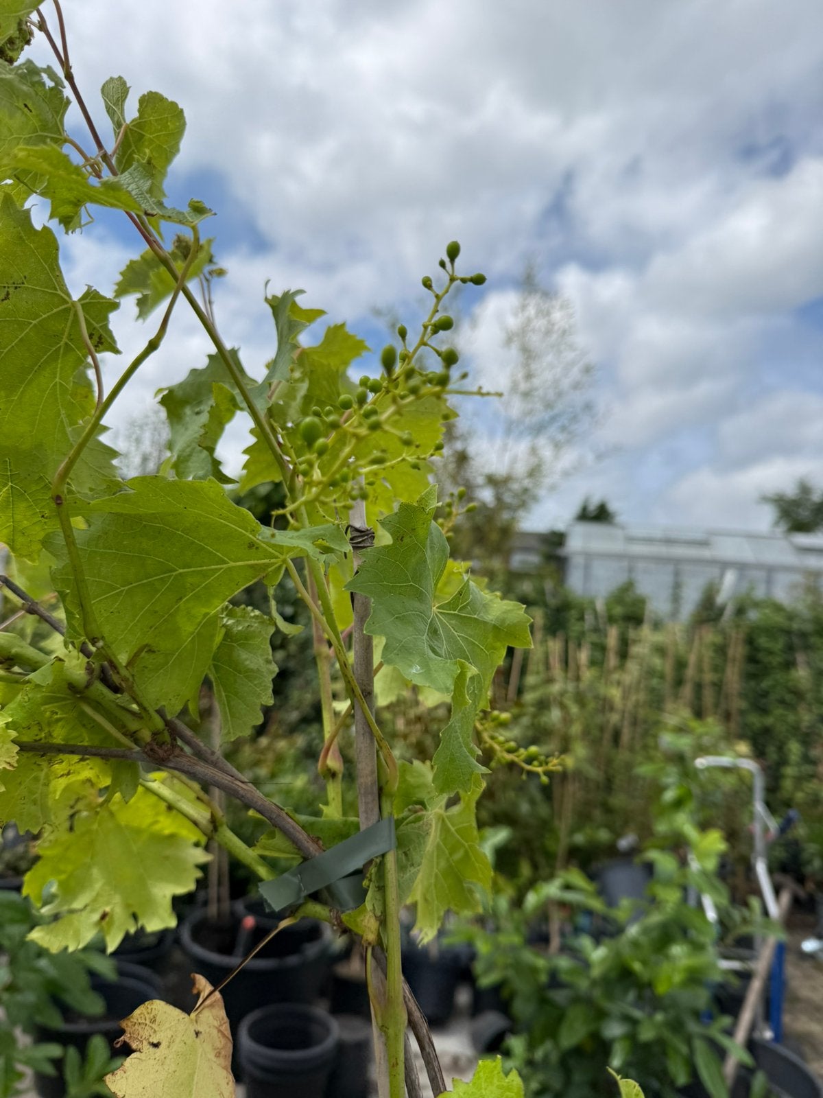 Druiven planten 200cm + tafeldruiven kleur blauw 29,95, Ophalen, Volle zon, Vaste plant, Zomer