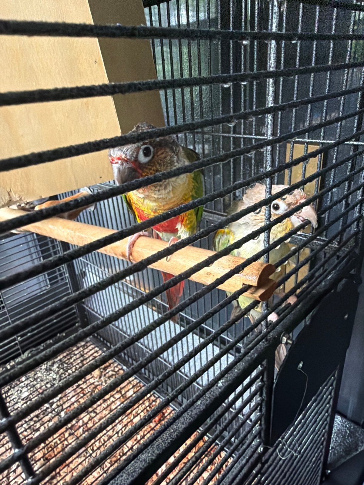 Parkieten incl . Kooi  tam, Dieren en Toebehoren, Vogels | Parkieten en Papegaaien, Tam