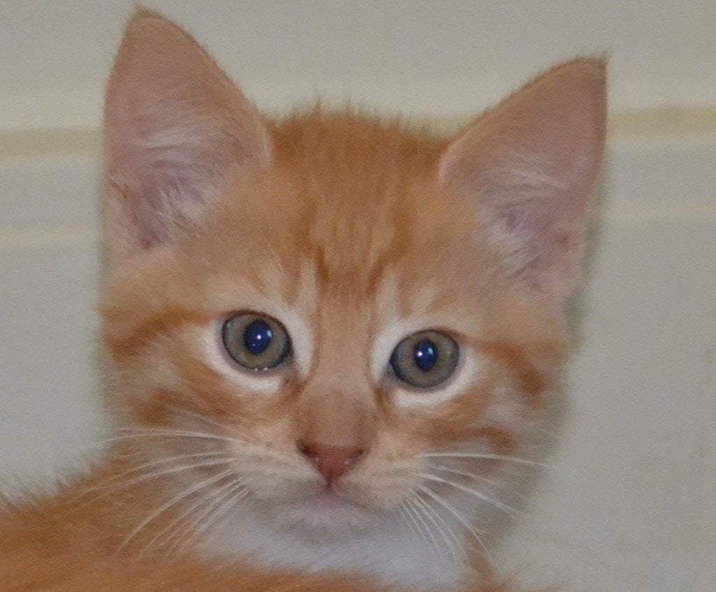 jonge poesjes, kittens, moeder 75% Noorse Boskat, Kater, Kortharig, 0 tot 2 jaar