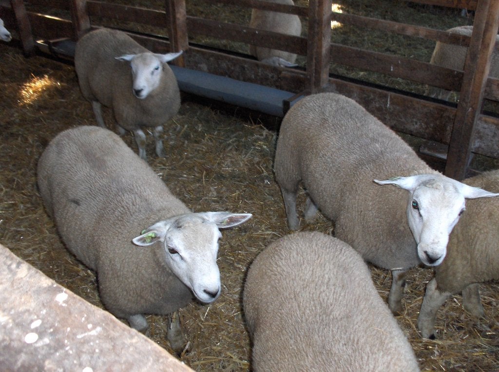5 superluxe swifter dekrammen, Dieren en Toebehoren, Schapen, Geiten en Varkens, Schaap, Mannelijk, 0 tot 2 jaar
