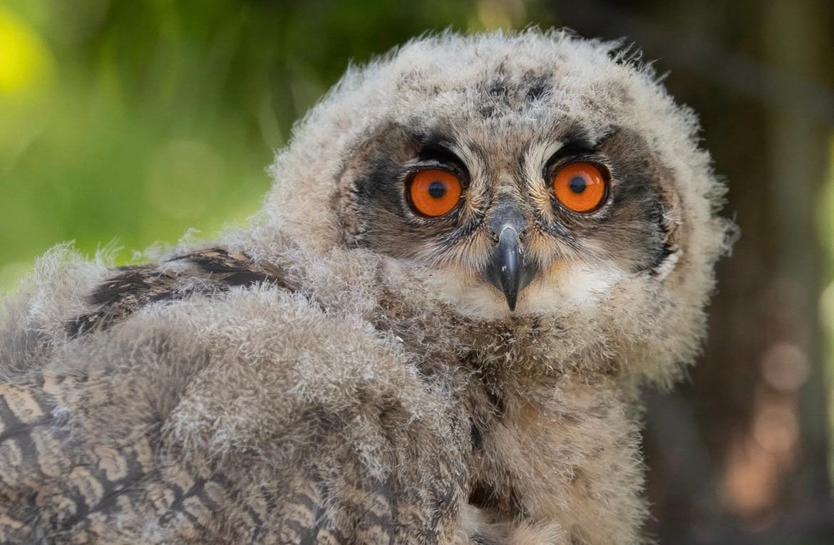 Europese oehoe jong, Dieren en Toebehoren, Geslacht onbekend, Roofvogel, Tam