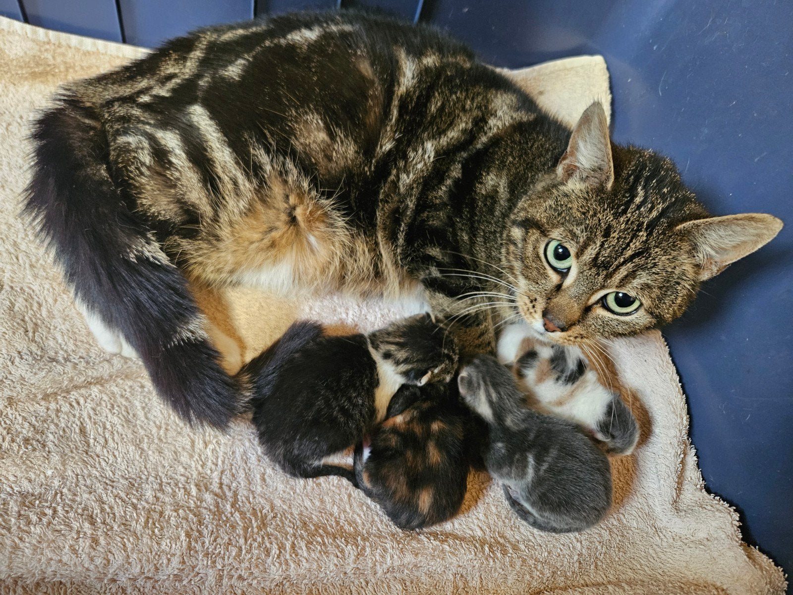 Mooie lieve kittens te koop, Poes, Ontwormd, 0 tot 2 jaar
