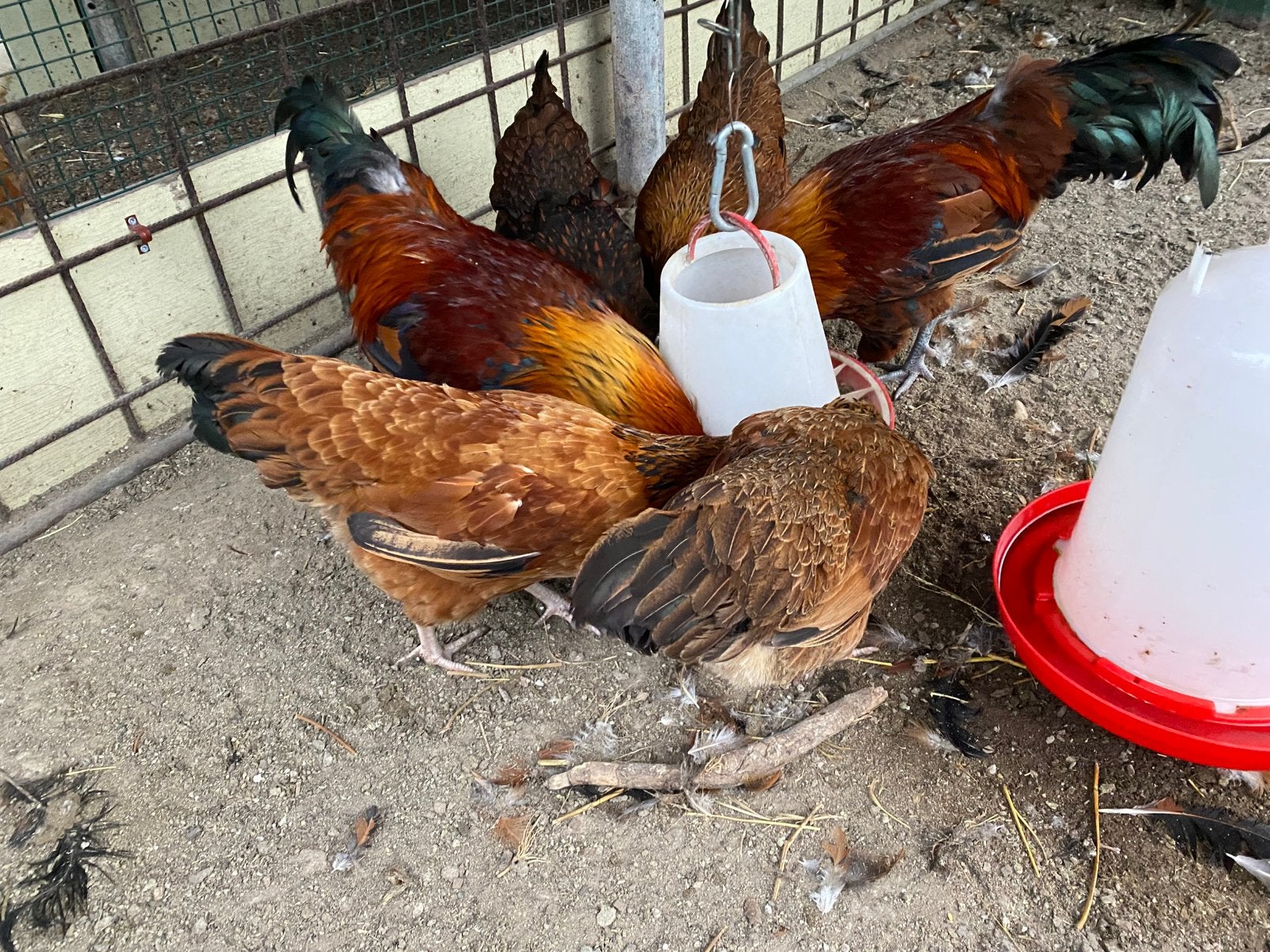 Mooie gezond: 4 hennen en 2 hanen, Dieren en Toebehoren, Pluimvee, Meerdere dieren, Kip