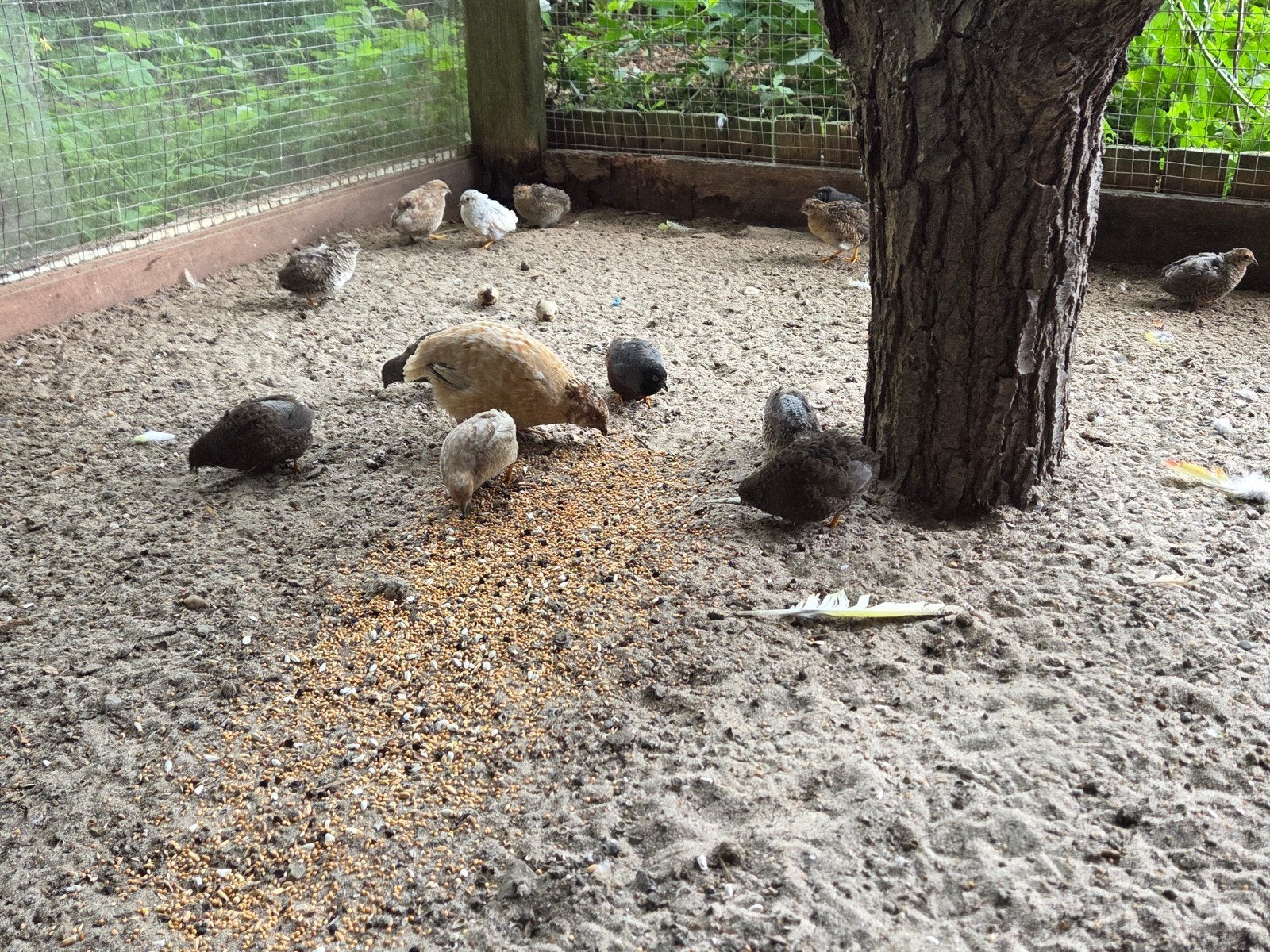 Chinese dwergkwartels, Dieren en Toebehoren, Vogels | Parkieten en Papegaaien, Meerdere dieren, Parkiet