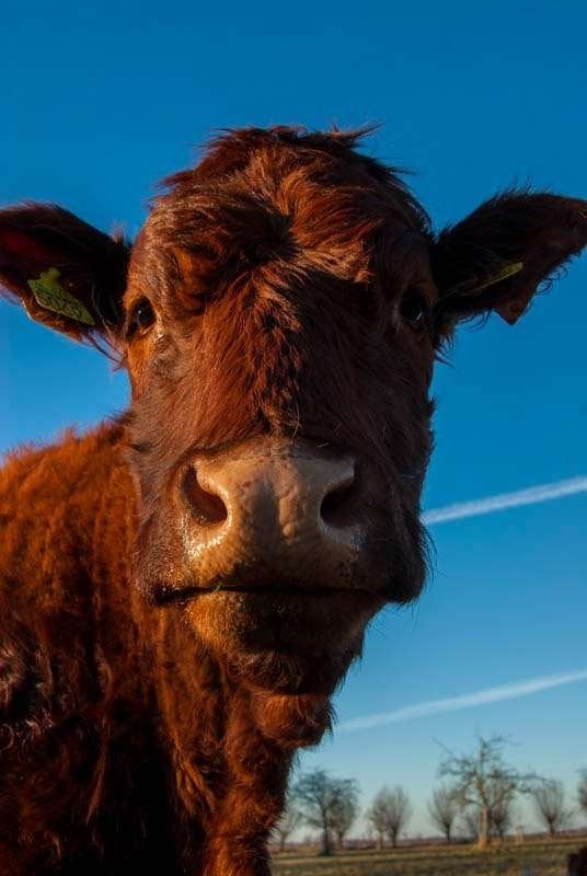 Saler vaarskalveren gezocht, Dieren en Toebehoren, Vrouwelijk, 0 tot 2 jaar