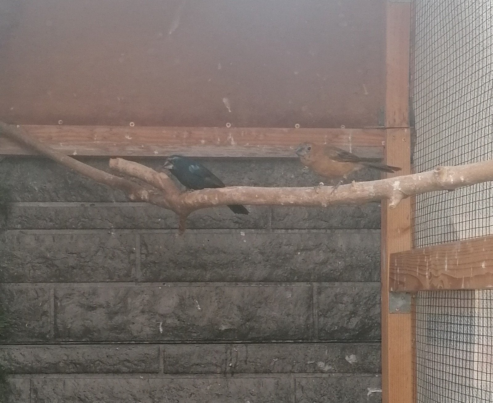 Braziliaanse blauwe bisschoppen, Meerdere dieren, Tropenvogel, Geringd