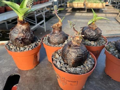 Caudex Scillia Saturata uit Zuid Afrika potmaat 12 cm, Huis en Inrichting, Kamerplanten, Overige soorten, Ophalen of Verzenden