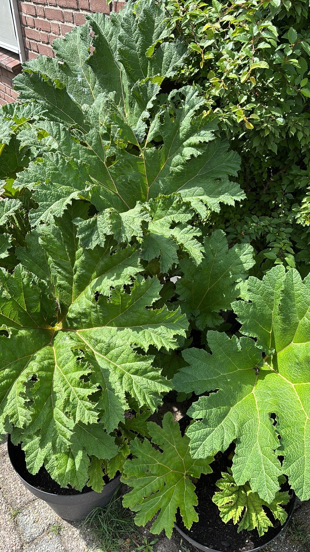 Gunnera, Tuin en Terras, Planten | Tuinplanten, Vaste plant, Bloeit niet, Halfschaduw, Ophalen