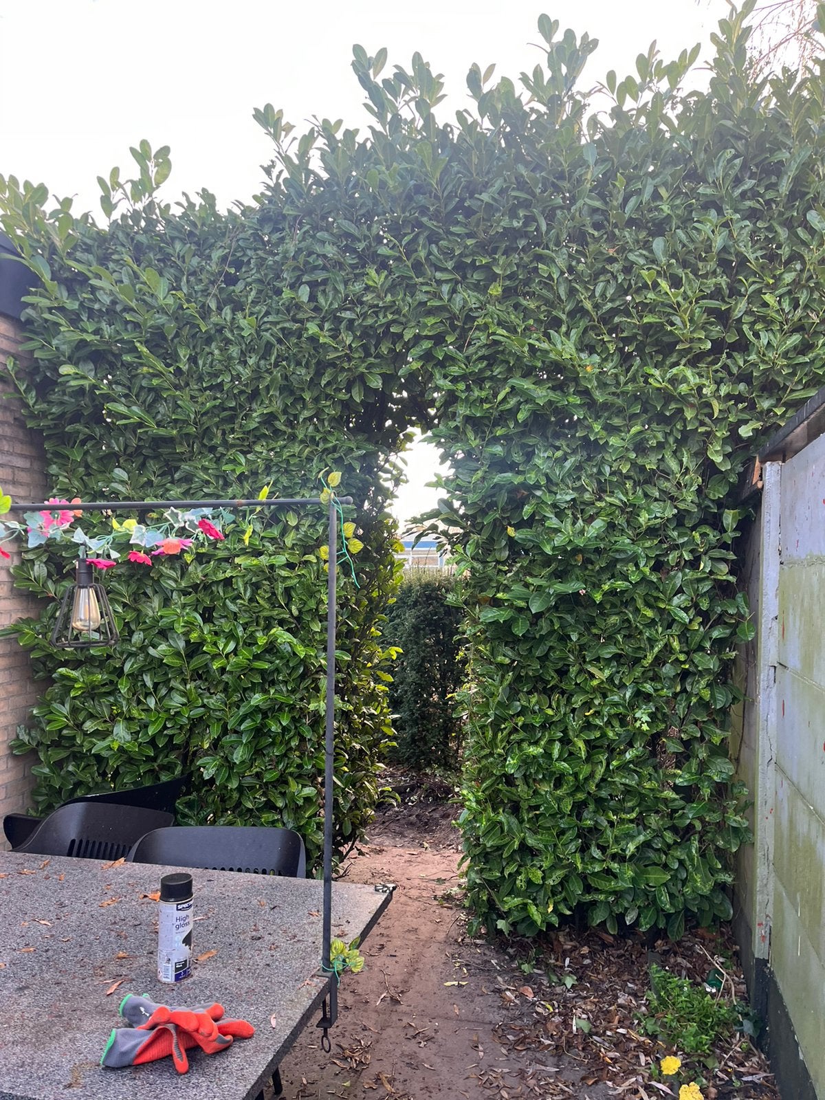 GRATIS Laurierhaag - Prunus laurocerasus, Vaste plant, Bloeit niet, Halfschaduw, Ophalen