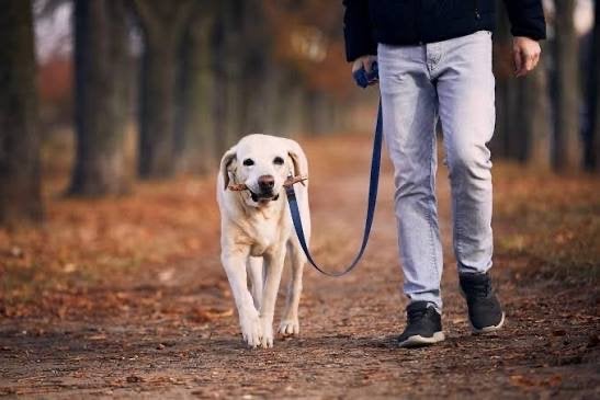 Happy paws‍( honden uitlaat service), Ophalen of Verzenden