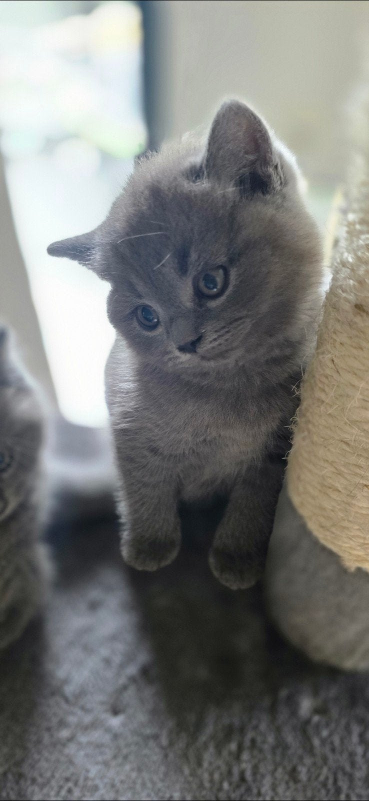 Foto 2 van Britse korthaar kittens - stamboom afkomstig