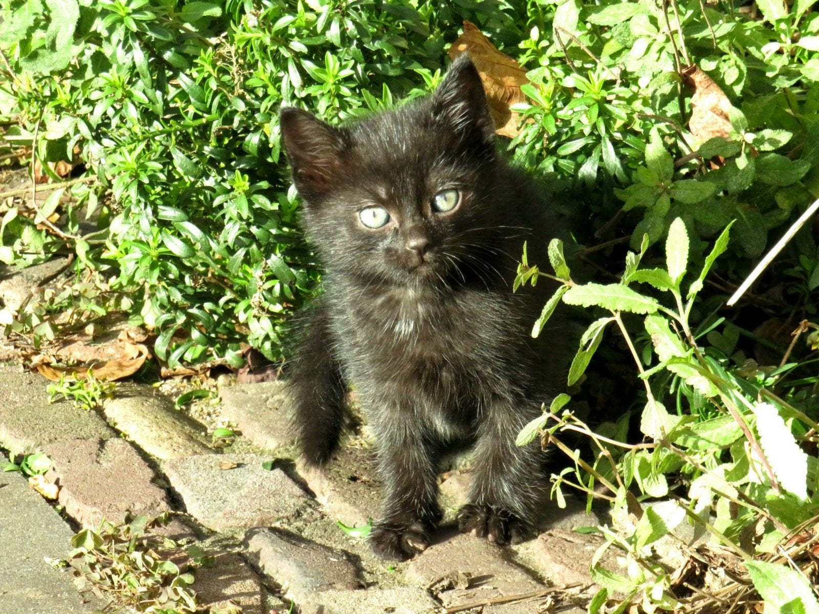 Kittens, Dieren en Toebehoren, Meerdere dieren, Ontwormd, 0 tot 2 jaar