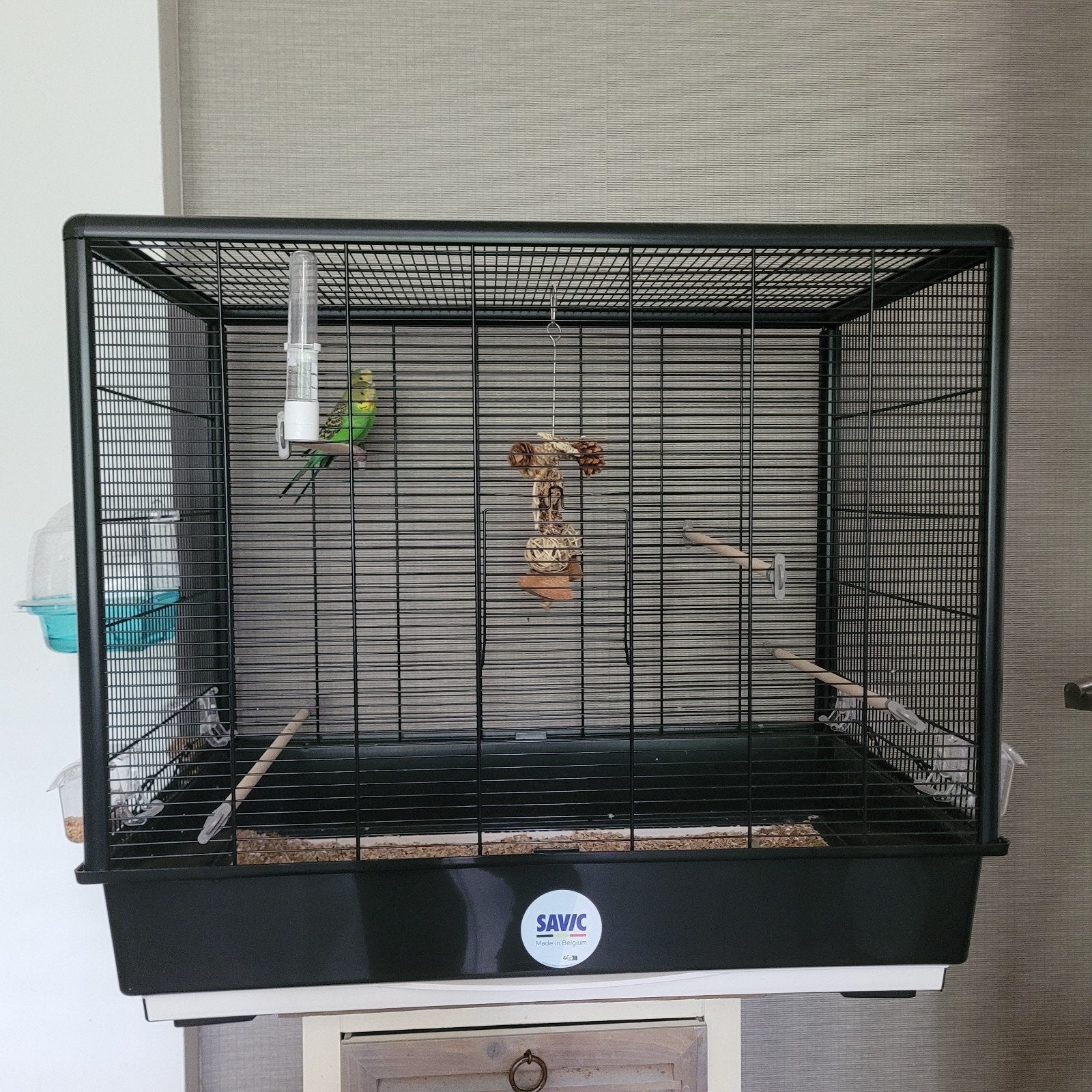 2 grasparkieten incl  bijna nieuwe kooi, Dieren en Toebehoren, Vogels | Parkieten en Papegaaien, Meerdere dieren, Parkiet, Tam