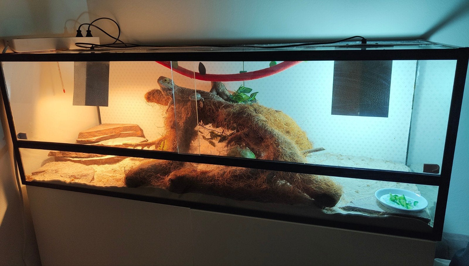 Baardagaam met terrarium