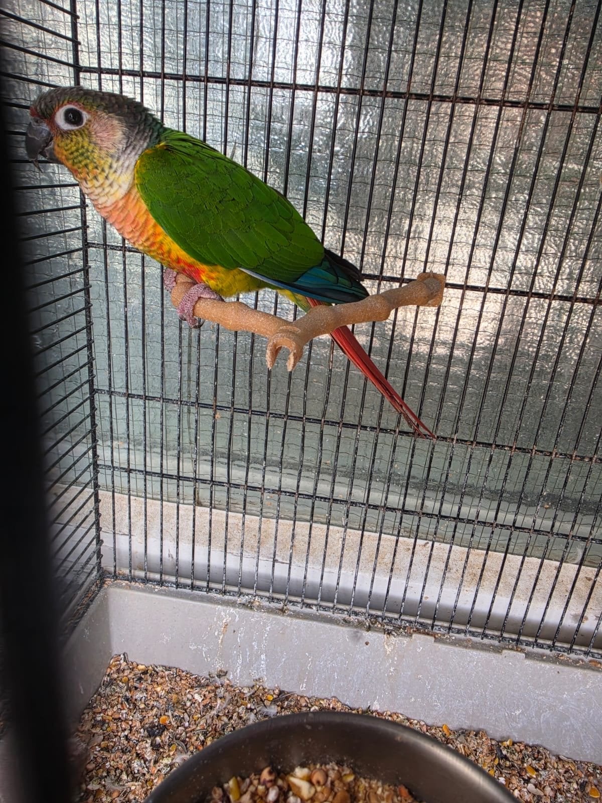 Green Cheek Conure + Kooi – €60 Vaste Prijs, Geslacht onbekend, Parkiet