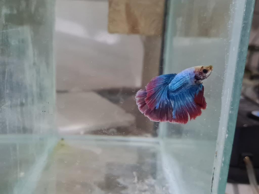 Betta splendens super delta kempvis man, Dieren en Toebehoren, Vissen | Aquariumvissen, Vis, Zoetwatervis