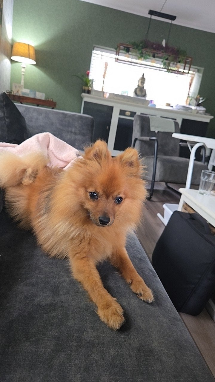 Dwergkees hondje opzoek naar een nieuw liefdevol huisje, Keeshond, 15 weken tot 1 jaar, Reu, Parvo
