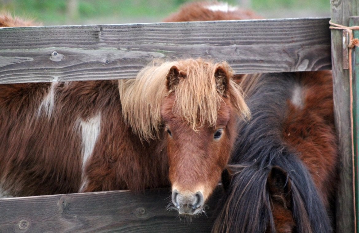Minihengst Banjo zoekt een nieuw avontuur, Dieren en Toebehoren, Pony's, Hengst, A pony (tot 1.17m), 3 tot 6 jaar, Gechipt