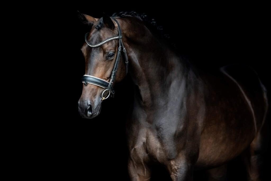 Meerdere kwaliteitsvolle dressuurpaarden ! ️⭐️ Koop en Lease, Dieren en Toebehoren, Paarden, Merrie, Met stamboom, M, Dressuurpaard
