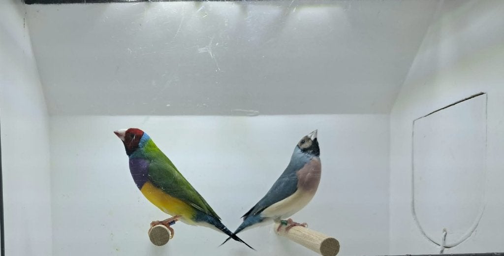 Gould's, Meerdere dieren, Tropenvogel, Geringd