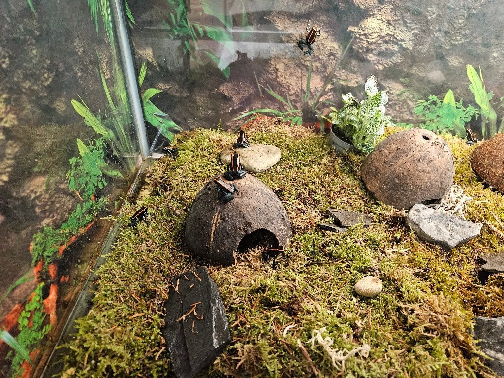 Phyllobates Vittatus Gestreepte pijlgifkikker Frog photo 3
