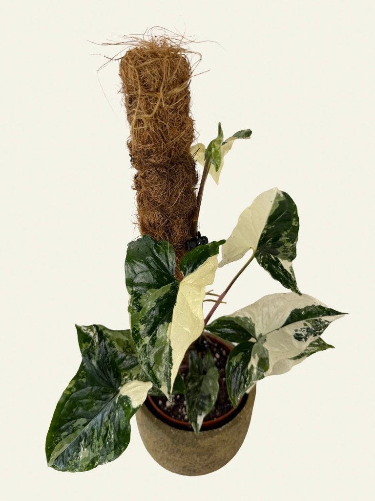 Syngonium podophyllum albo variegata, Ophalen of Verzenden, Halfschaduw, Minder dan 100 cm