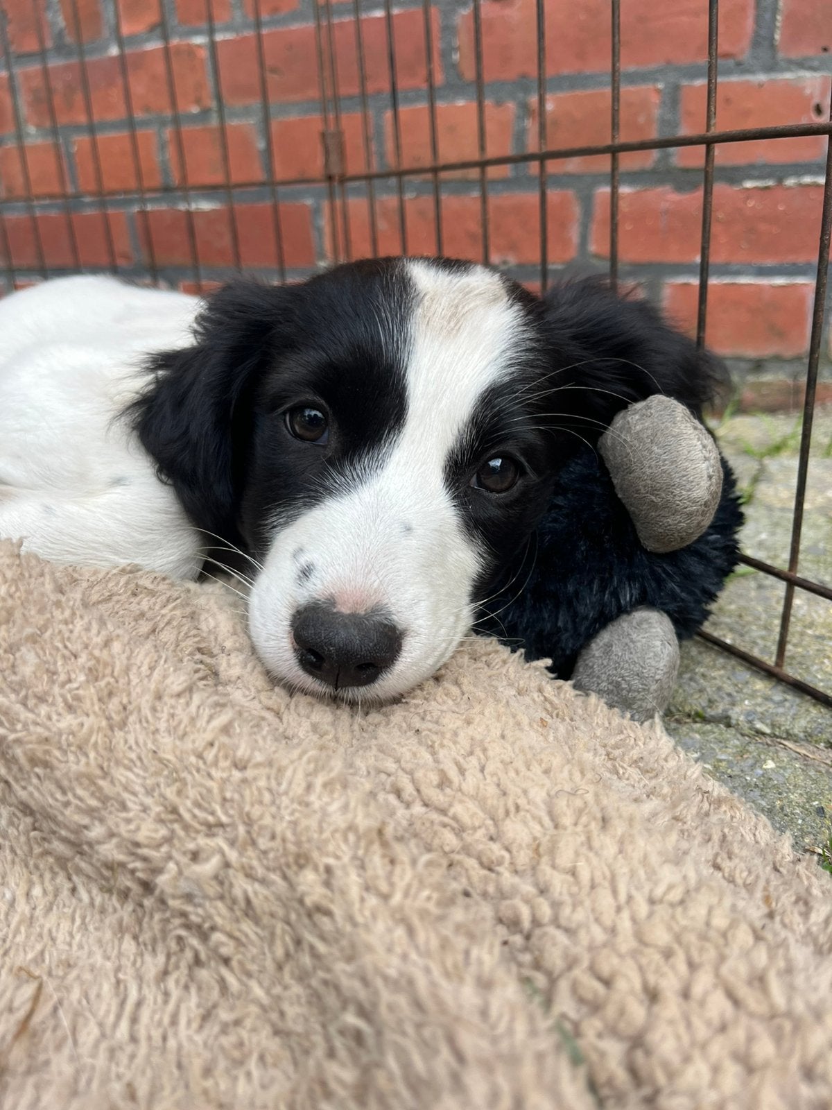 Prachtige Markiesje/Kooikerhondje pups!, Nederland, Parvo, Overige rassen, 8 tot 15 weken