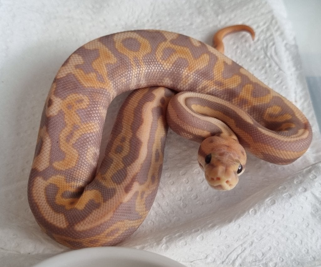 1.0 banana leopard od spotnose (bp?) Het clown 66% het pied, Slang, 0 tot 2 jaar