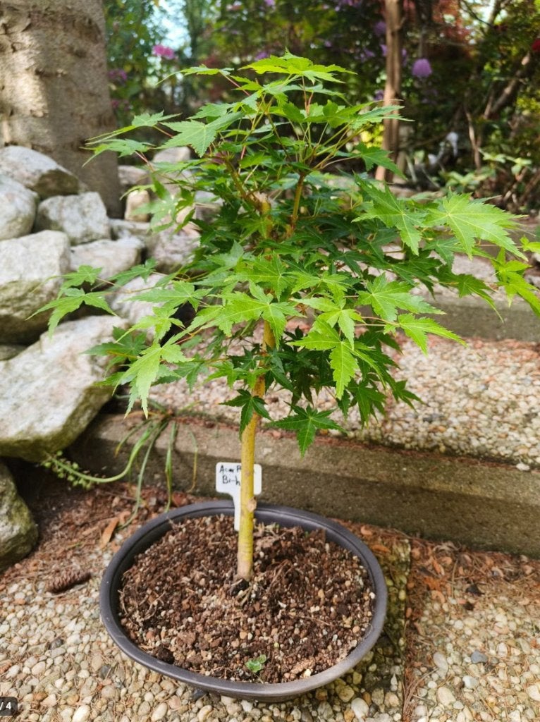 Bonsai Acer Palmatum Bi-hoo, Tuin en Terras, Planten | Bomen, Overige soorten, Minder dan 100 cm, Halfschaduw, Bloeit niet, In pot