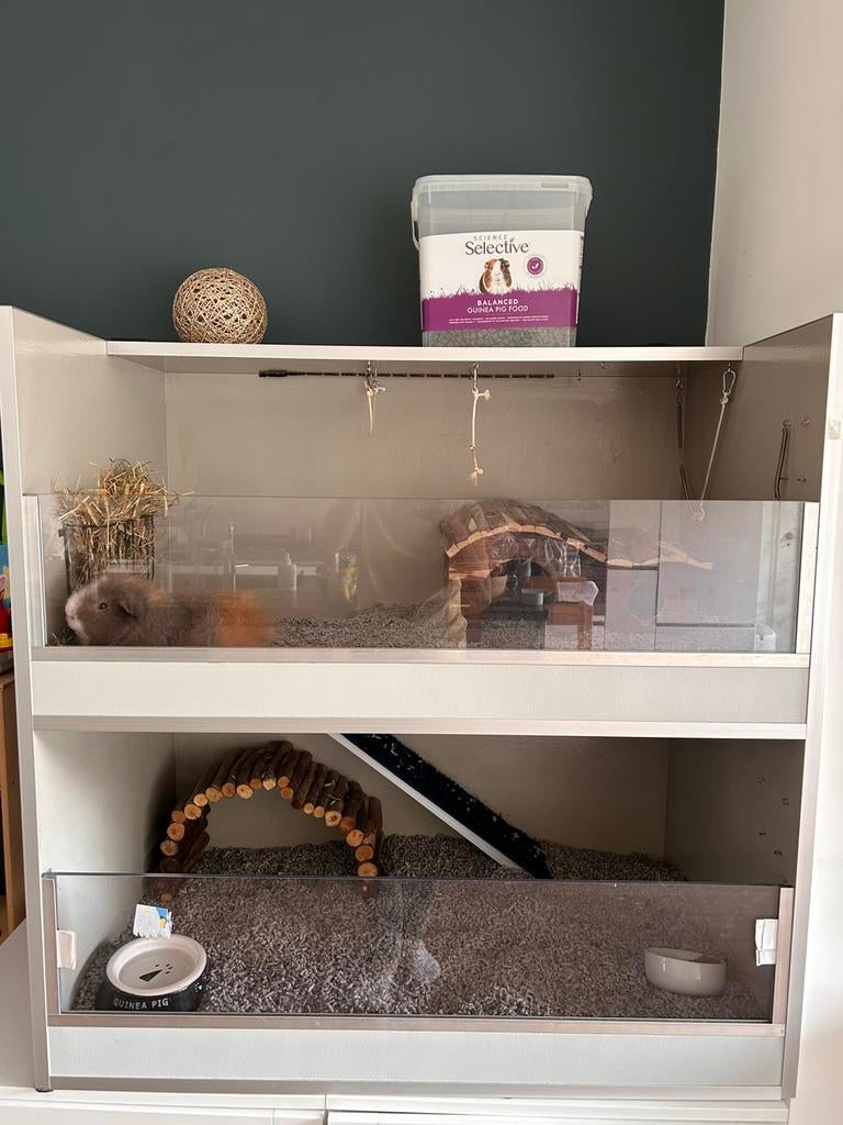 Mooie ruime caviaflat incl lief cavia beertje, Dieren en Toebehoren, Ophalen, Gebruikt, 90 cm of meer, Hok
