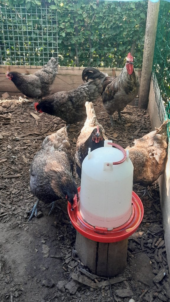 Broedeieren Bleu de Landes, Dieren en Toebehoren, Pluimvee, Kip, Geslacht onbekend