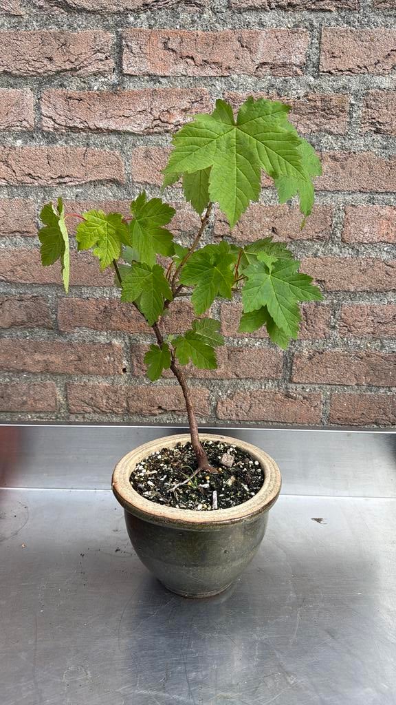 “Gewone” esdoorn, Tuin en Terras, Planten | Bomen, Overige soorten, Minder dan 100 cm, Zomer, Ophalen