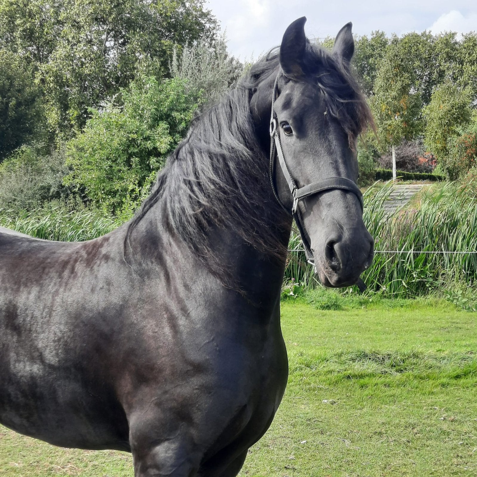 Friese merrie te koop, Dieren en Toebehoren, Merrie, Met stamboom, 3 tot 6 jaar, 160 tot 165 cm