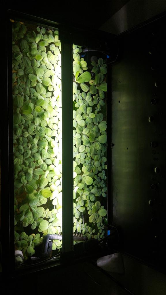 Snelgroeiende drijfplantjes aquarium, Ophalen, Leeg aquarium