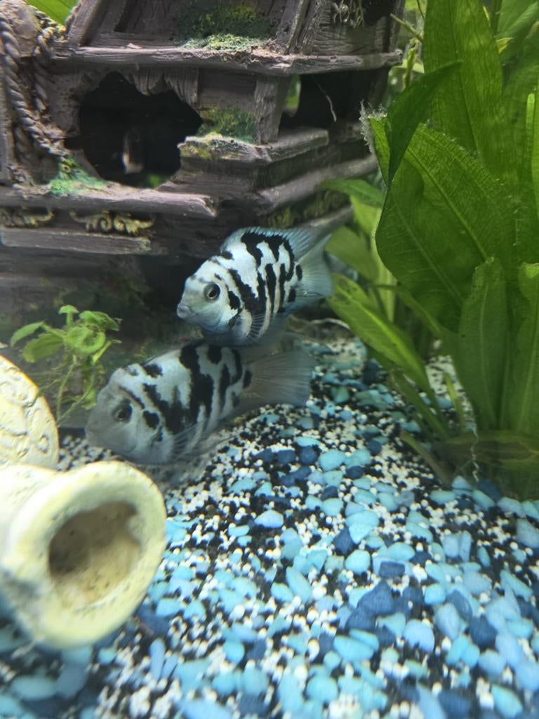 11 Blue tiger parrot Cichlides, Dieren en Toebehoren
