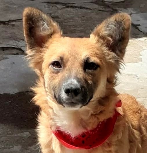 RUBY, MENSGERICHT, SPEELS, JONG TEEFJE, KLEIN MIDDELMAATJE, Dieren en Toebehoren, Honden | Niet-rashonden, Particulier, 1 tot 2 jaar