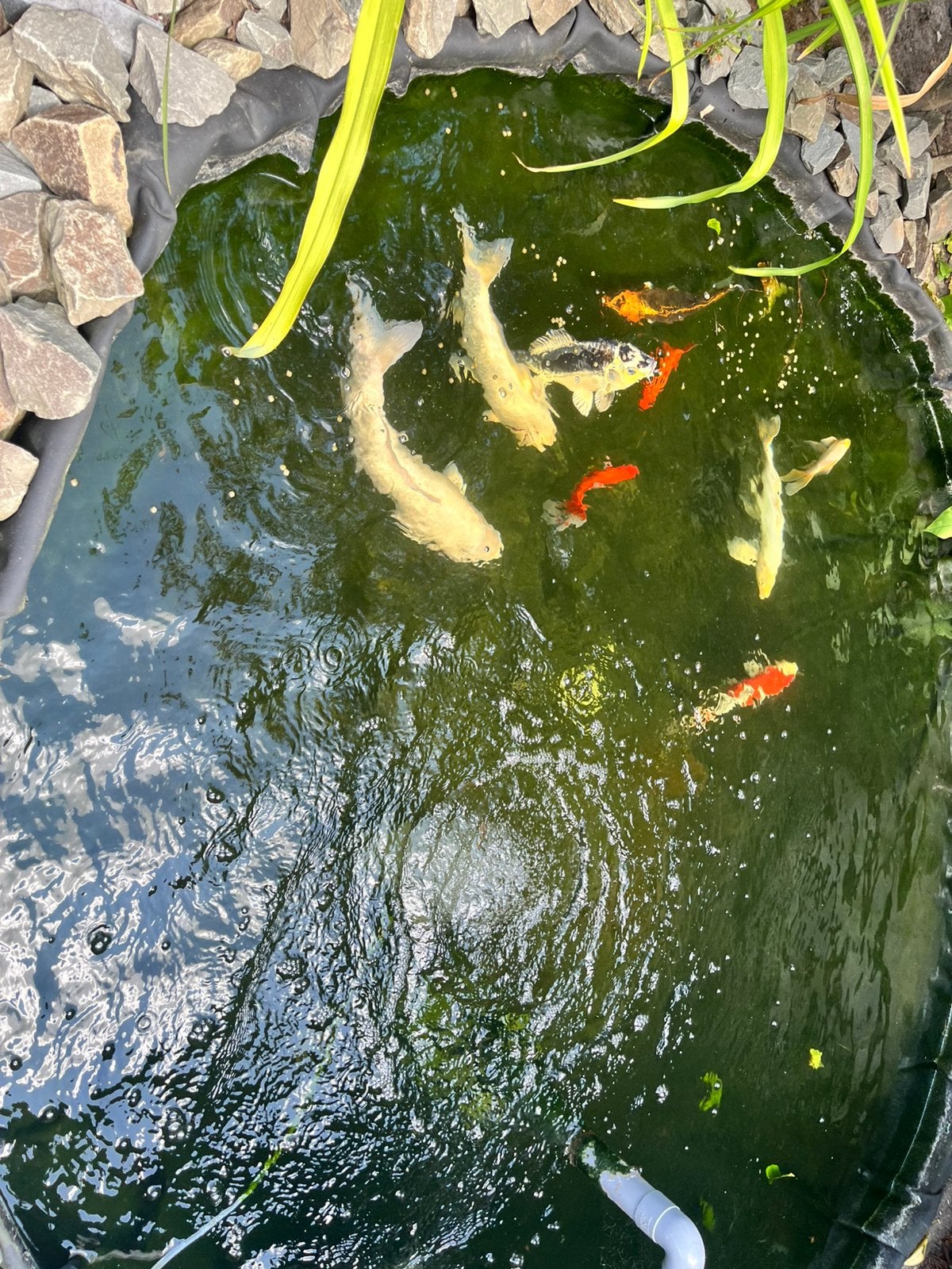 Complete koivijver, Tuin en Terras, Vijvers, Ophalen, Gebruikt