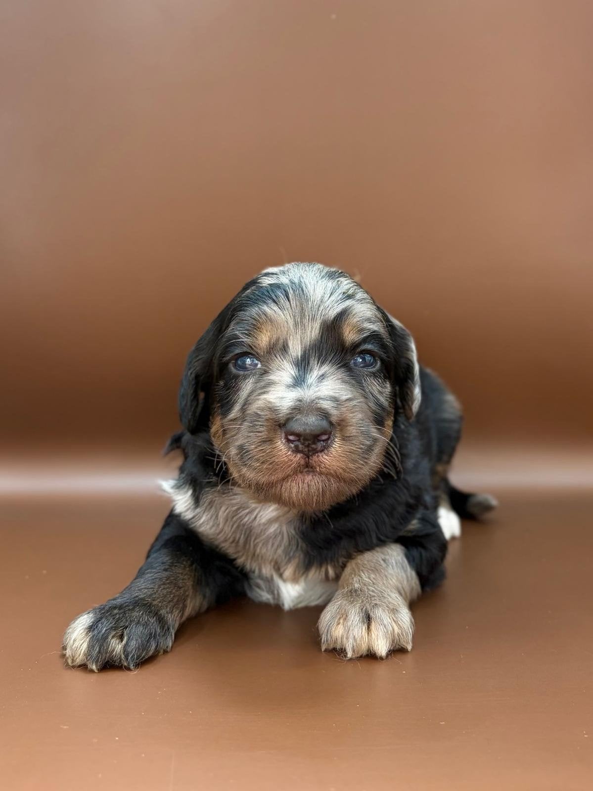 bijzonder mooie labradoodle pups in prachtige kleuren, Dieren en Toebehoren, Overige rassen, 8 tot 15 weken, Meerdere, Meerdere dieren