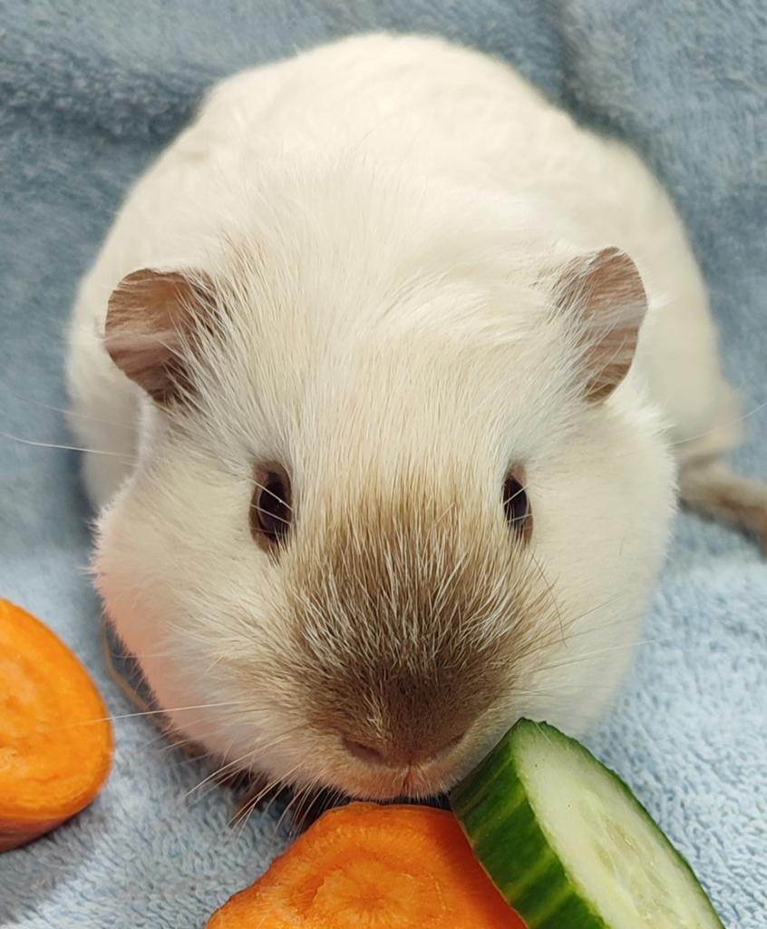 Diverse beertjes , ook California, crème, agouti, Maart, Mannelijk, Cavia