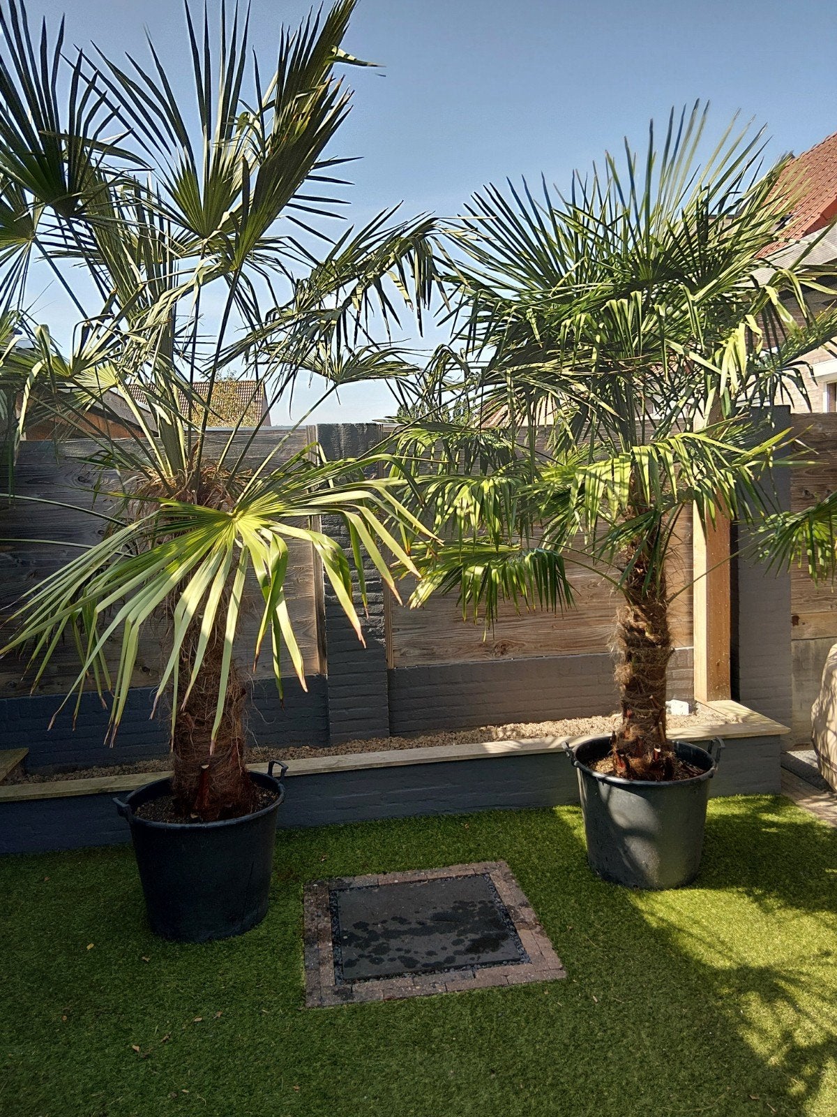 Palmboom 2 stuks Stamhoogte 110 cm, Volle zon, Vaste plant, Bloeit niet, Ophalen