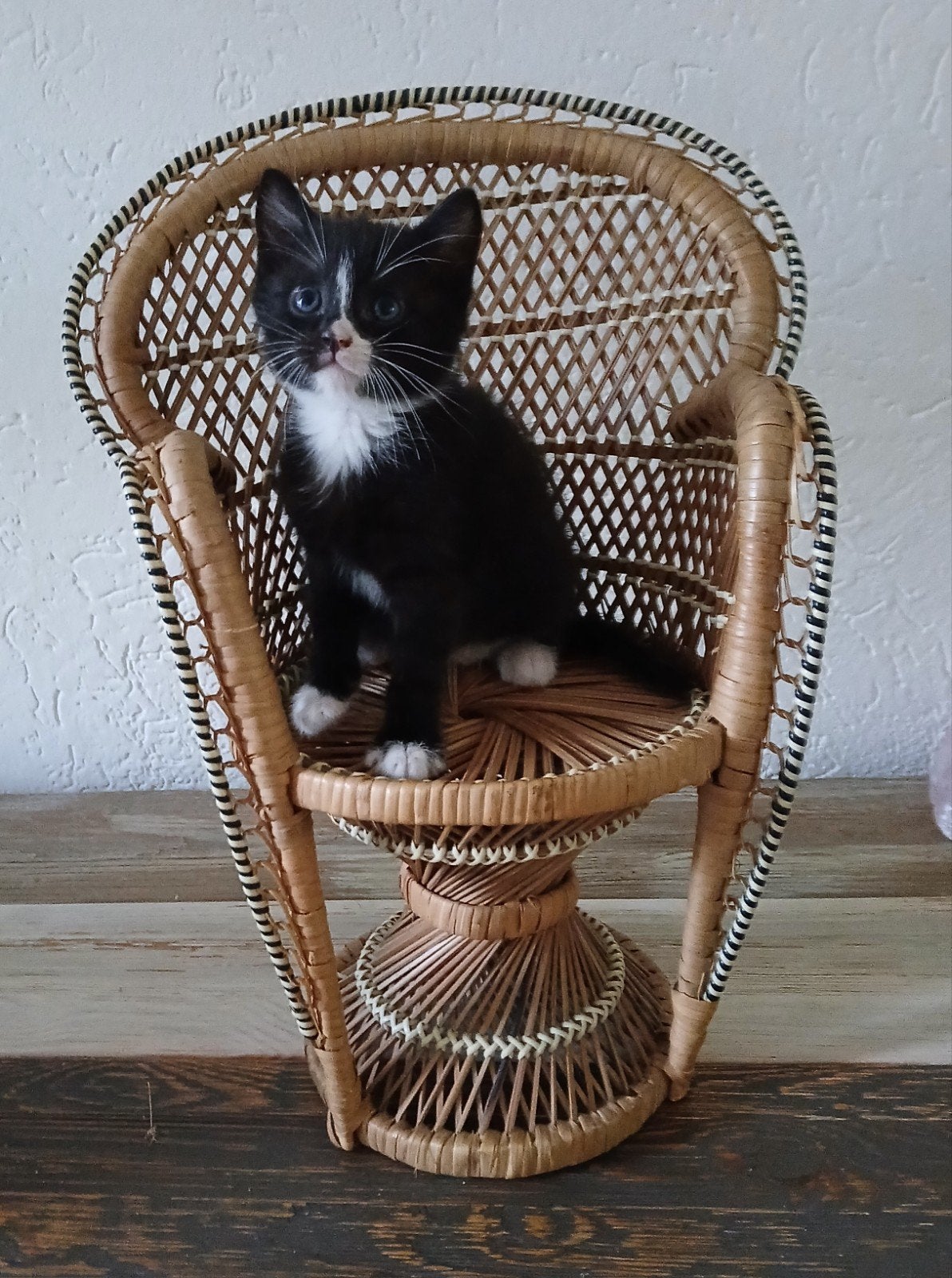 X Noorse Boskat kittens kortharig m/v, Ophalen of Verzenden, Koper of Brons
