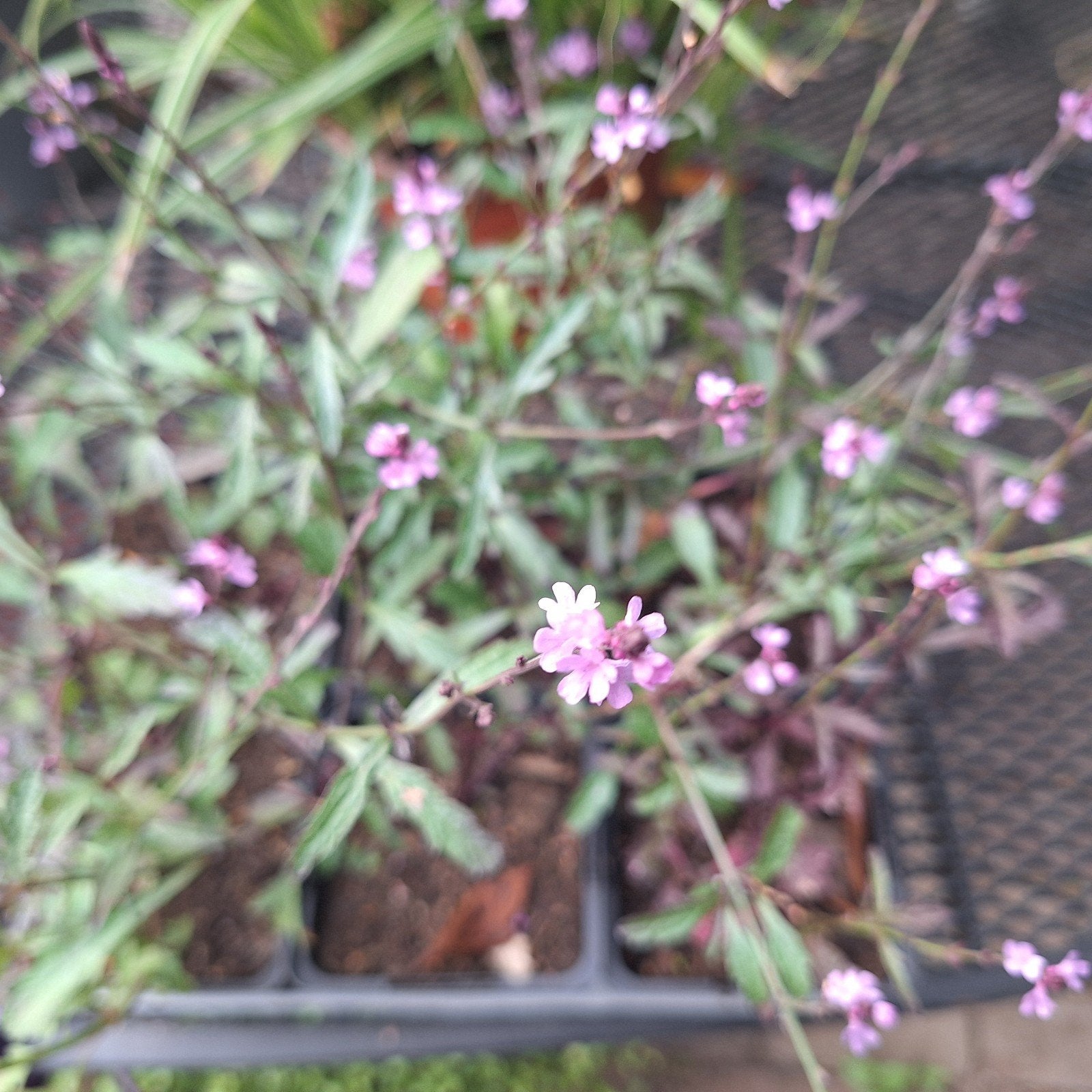 Lollipop plantjes - Verbena bonariensis 'Lollipop', Volle zon, Vaste plant, Zomer, Ophalen