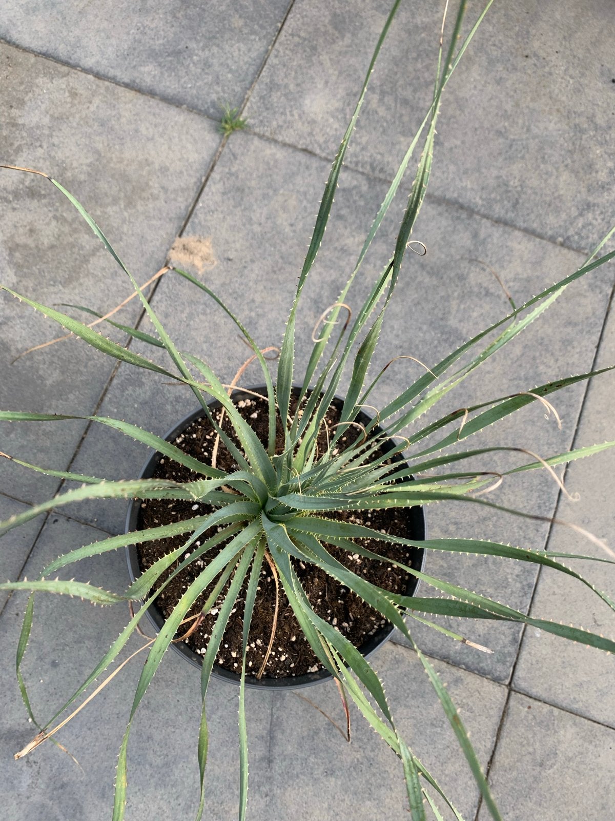 Dasylirion Wheleerii, Volle zon, Vaste plant, Bloeit niet, Ophalen