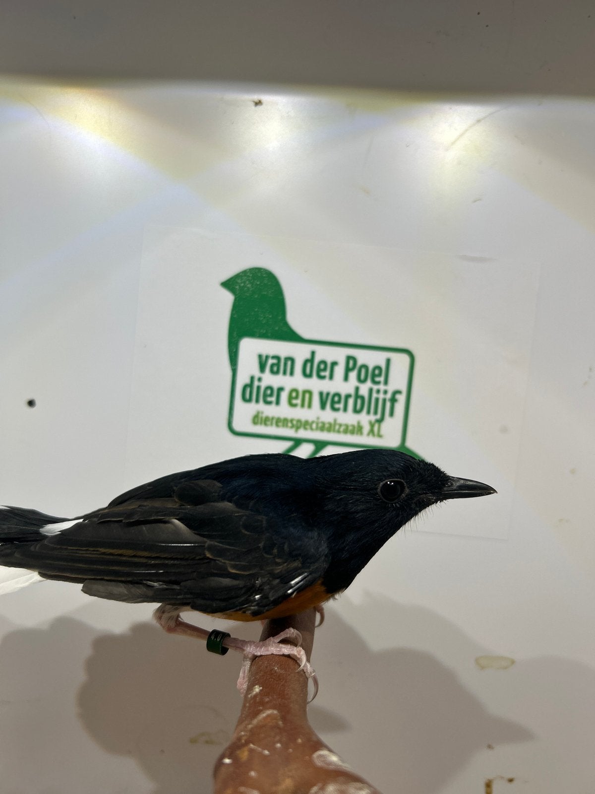 1-0 schamalijster, Dieren en Toebehoren, Mannelijk, Tropenvogel, Geringd