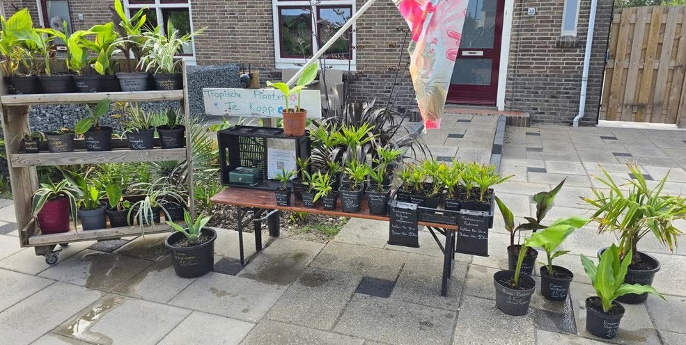 Diverse tropische planten te koop!!!, Ophalen, Vaste plant, Overige soorten, Volle zon