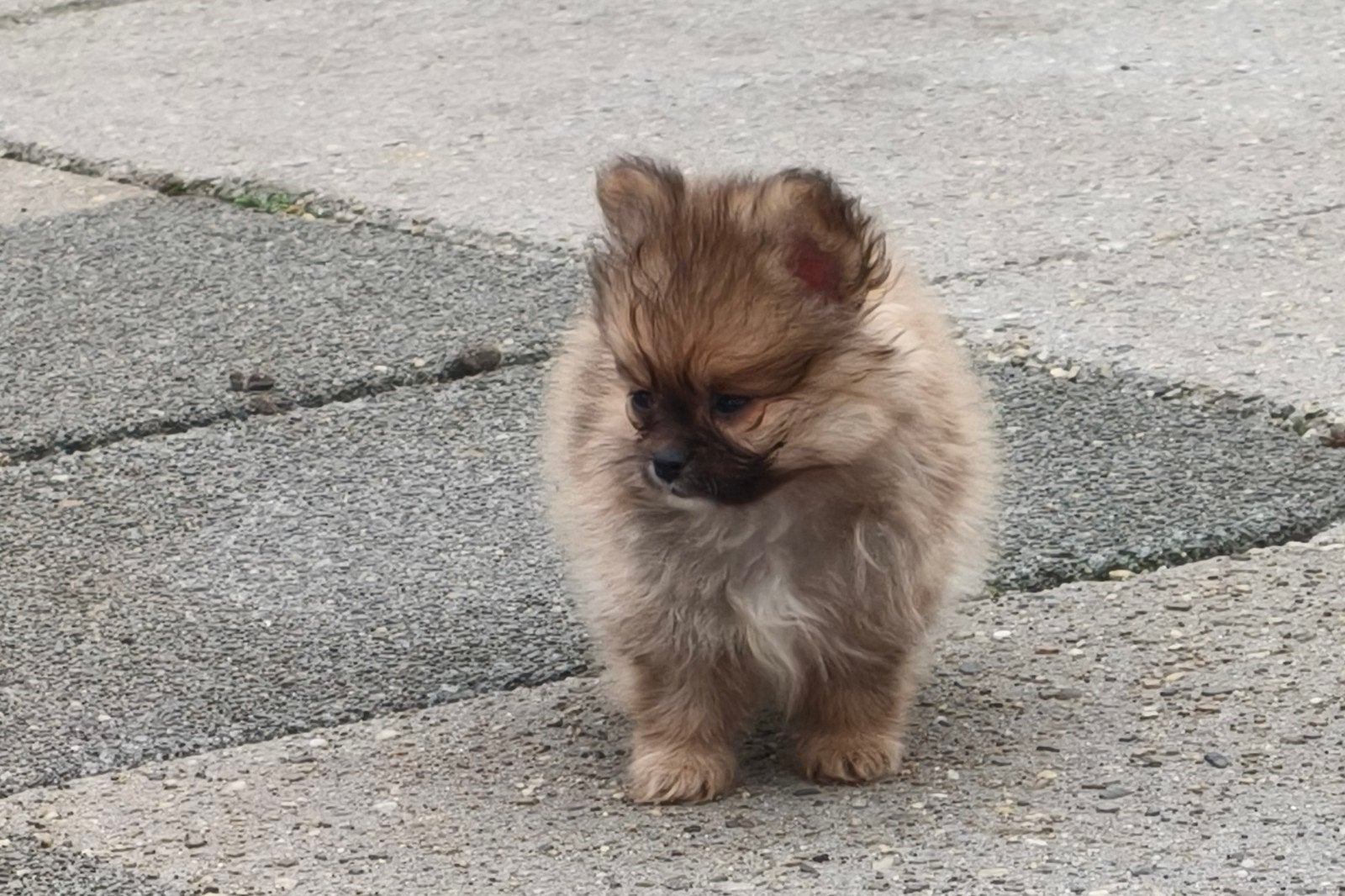 Pomeriaan x chihuahua, Dieren en Toebehoren, Parvo, Overige rassen, 8 tot 15 weken, Meerdere