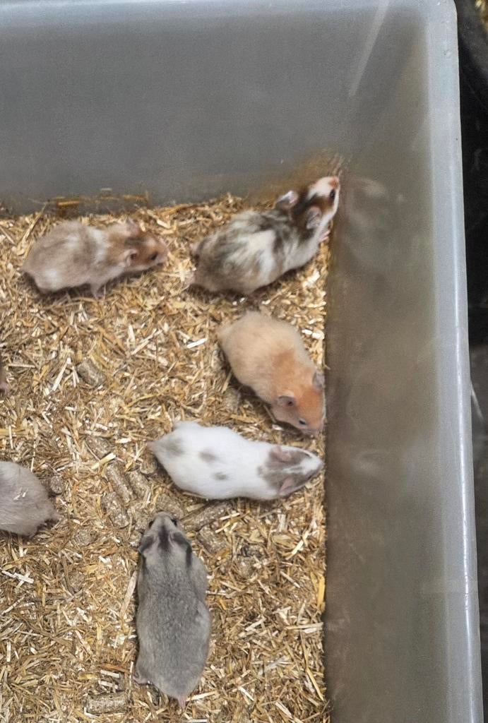 Jonge goudhamsters nieuwe nestje 7 mei, Dieren en Toebehoren, Knaagdieren, Hamster, Maart, Meerdere dieren, Tam