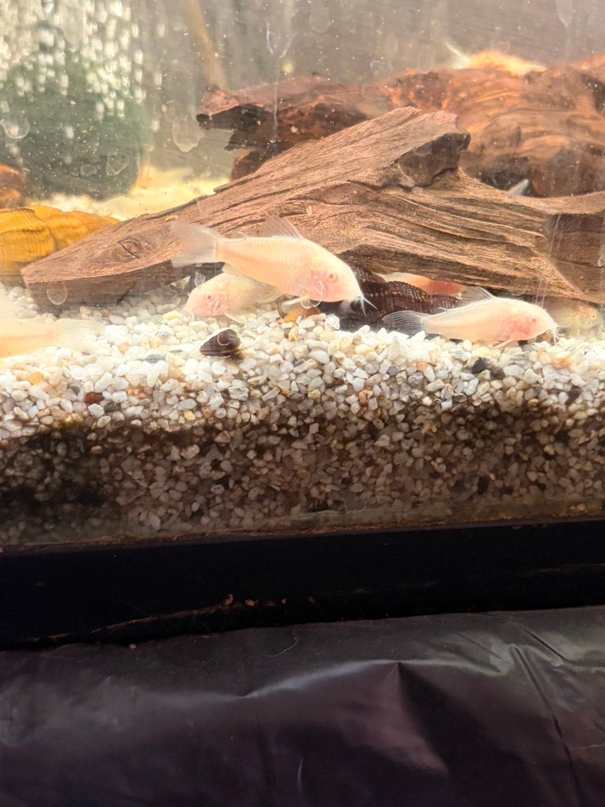 Corydora Albino, Dieren en Toebehoren, Vis