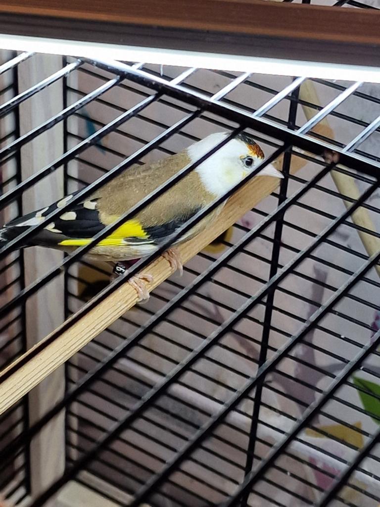 Bonte Scarpati Parva Putter Pop 2025, Dieren en Toebehoren, Vrouwelijk, Wildzangvogel