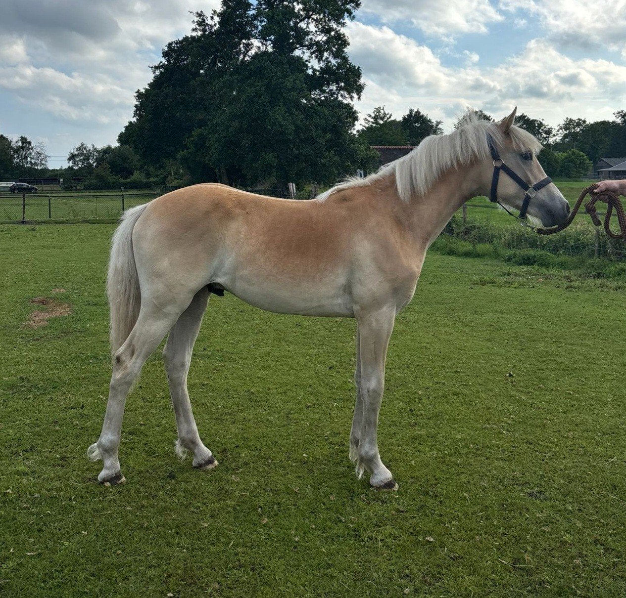Haflinger jaarling hengst, Minder dan 160 cm, Dressuurpaard, 0 tot 2 jaar, Hengst